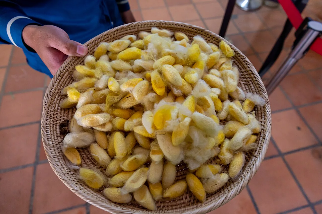 A tray of yellow and white silkworm cocoons in Cambodia.